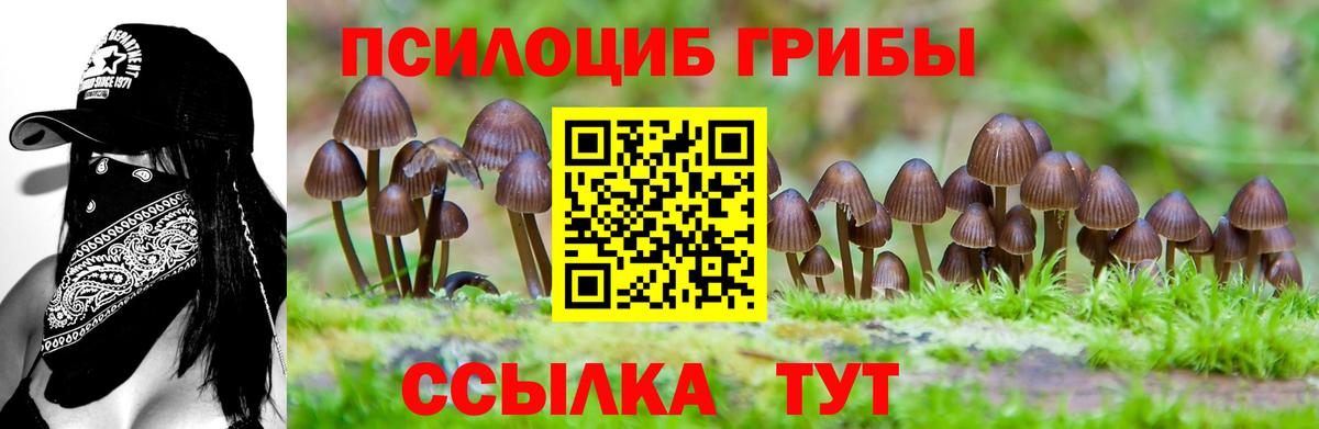 сколько стоит  Вход с VPN  Курган  Псилоцибиновые грибы Psilocybe 
